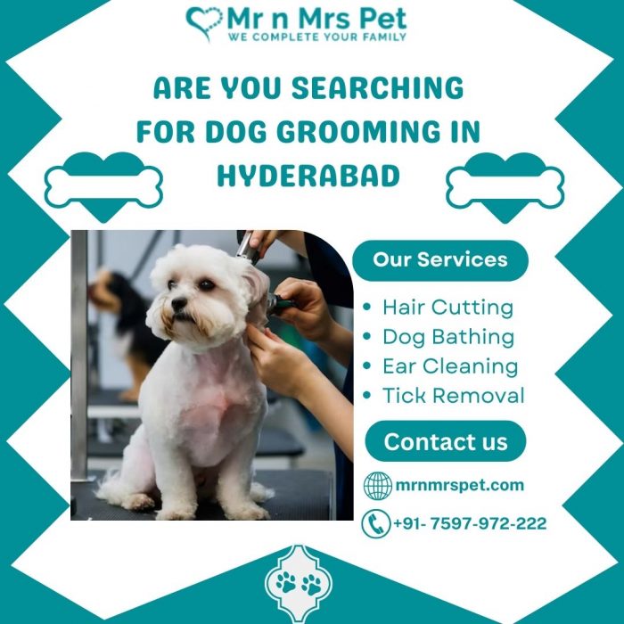 Best Dog Grooming at Home in Hyderabad