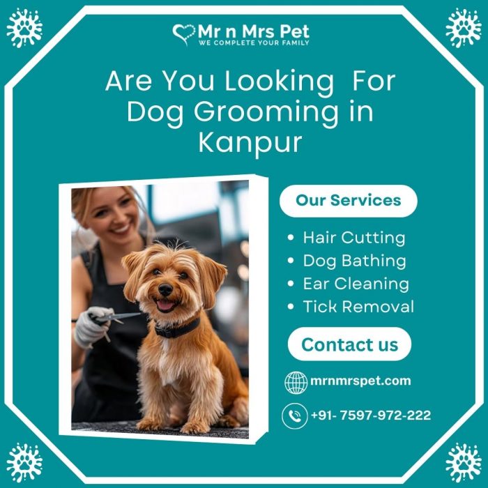 Best Dog Grooming in Kanpur