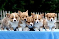 Pembroke Welsh Corgi Puppies For Sale in Vijayawada