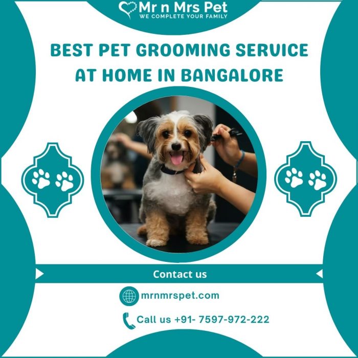 Best Pet Grooming Service at Home in Bangalore