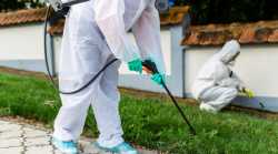 Expert Rodent Control in Willis, TX – Safe & Effective Solutions