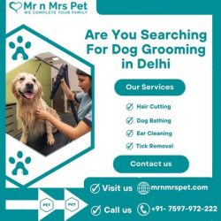 Best Dog Grooming at Home in Delhi- NCR