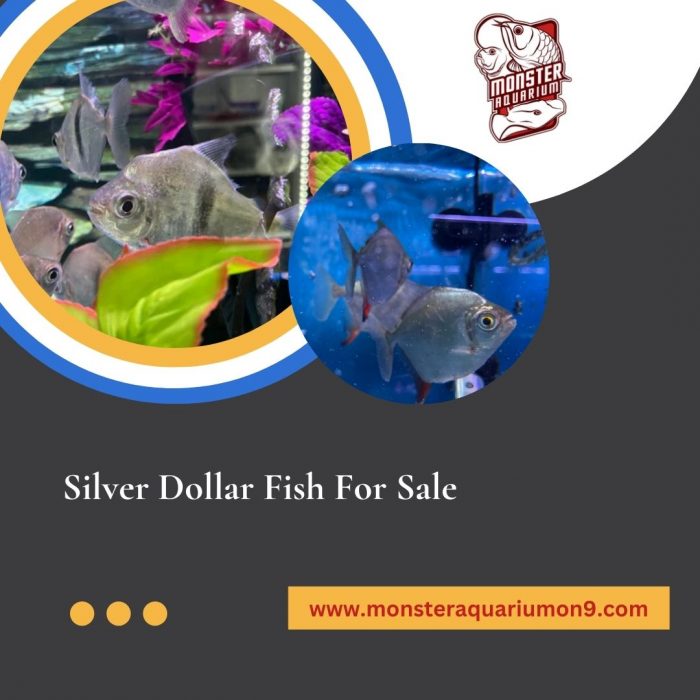 Silver Dollar Fish For Sale