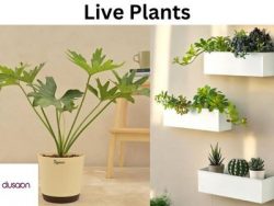 Buy Live Plants Online | Fresh Indoor & Outdoor Plants for Your Home