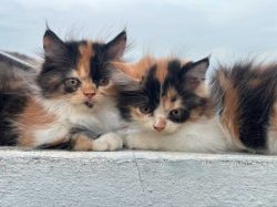 Calico Kitten For Sale In Dehradun