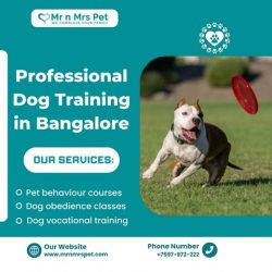 Best Dog Training in Bangalore at Reasonable Prices