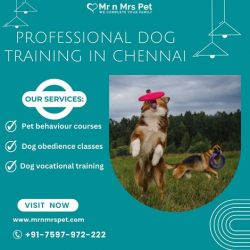 Best Dog Training in Chennai