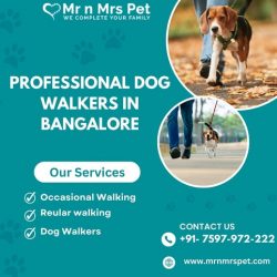 The Best Dog Walkers in Bangalore