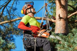 Reliable Tree Removal Services in Sydney