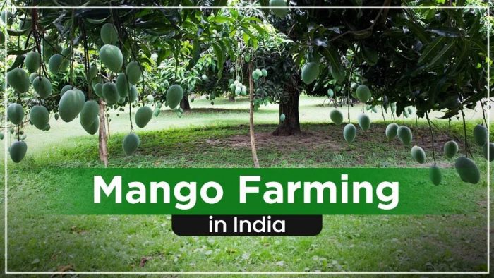 Mango Farming in India