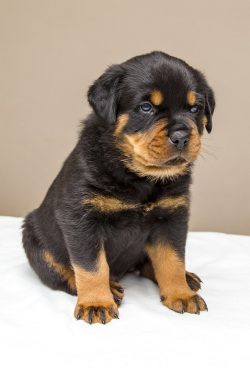 Rottweiler Puppies for Sale in India | Price, Facts & ₨