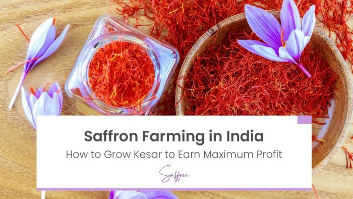 Saffron Cultivation in India