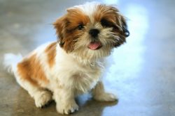 Beautiful Shih Tzu Puppies for Sale in India – At Bargain Prices!