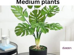 Shop Medium Plants Online – Perfect for Any Space