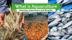 Types of Aquaculture