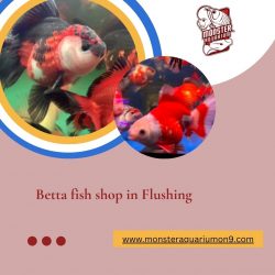 Betta fish shop in Flushing