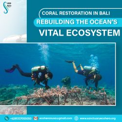 Coral Restoration in Bali: Rebuilding the Ocean’s Vital Ecosystem