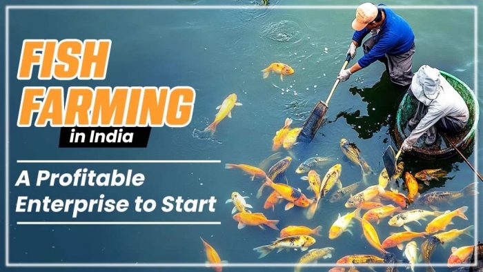 How Fish Farming Benefits Farmers?