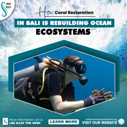 How Coral Restoration in Bali is Rebuilding Ocean Ecosystems