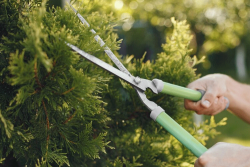 Enhance the Health of Your Trees with Expert Tree Pruning in Sydney