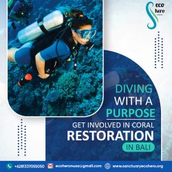 Diving with a Purpose: Get Involved in Coral Restoration in Bali