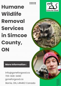 Humane Wildlife Removal Services in Simcoe County, ON