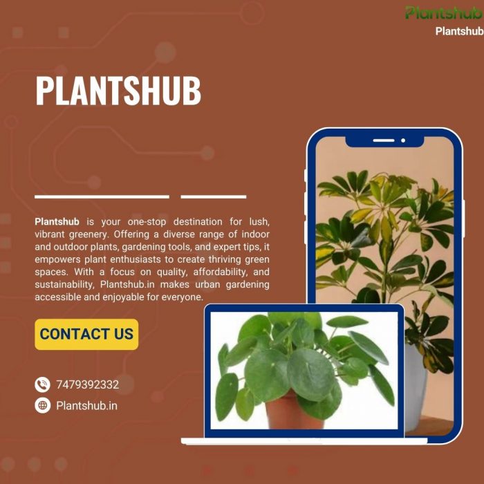 Buy Outdoor Plants Online For Your Garden In India