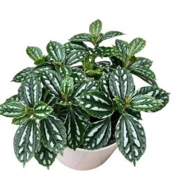 Buy Indoor Plants Online: The Best Online Plant Shopping Experience in India