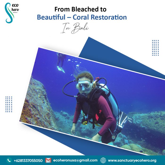 From Bleached to Beautiful – Coral Restoration in Bali