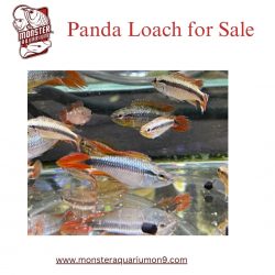 Panda Loach for Sale