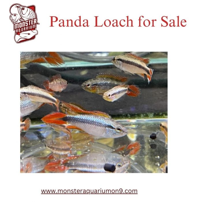 Panda Loach for Sale