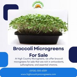 Broccoli Microgreens For Sale