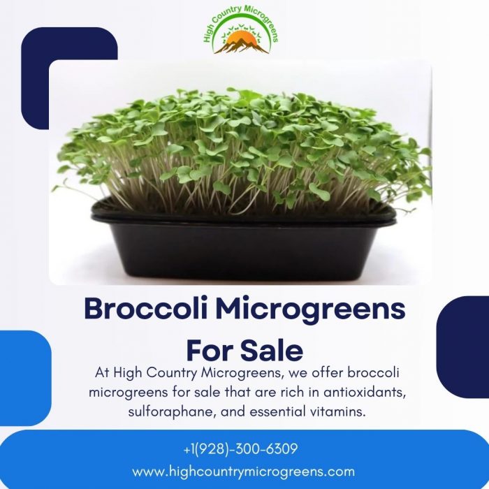 Broccoli Microgreens For Sale