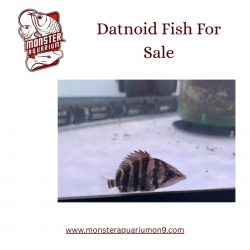 Datnoid Fish For Sale