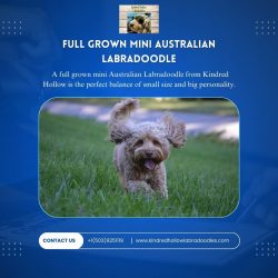Full Grown Mini Australian Labradoodle