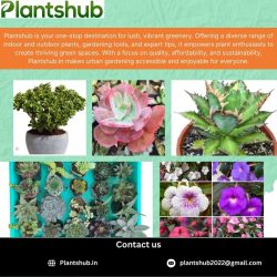 Buy Jade Plants Online – Lucky & Low-Maintenance Plants