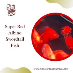 Super Red Albino Swordtail Fish