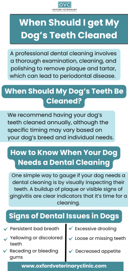 When Should I get My Dog’s Teeth Cleaned?
