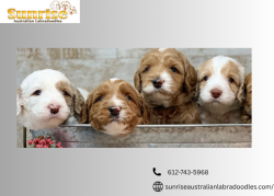 Australian labradoodle breeding dogs for sale from certified breeders