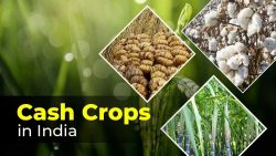 Importance and Types of Cash Crops in India
