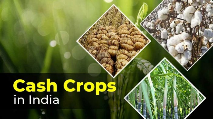 Importance and Types of Cash Crops in India