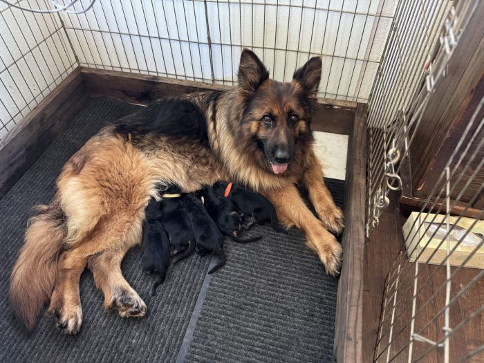 Meet Peppa’s Premium Pups – Ready for Their Forever Homes!