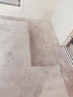 Carpet cleaning Adelaide