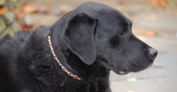 Dog Collars with Bling