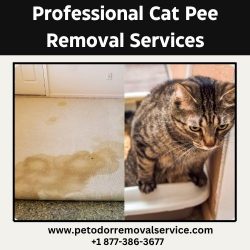 Professional Cat Pee Removal Services