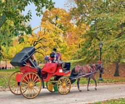 Central Park Horse Carriage Tours
