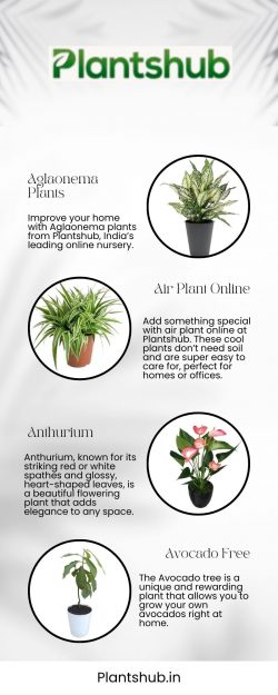 Best Plants for Office Desk – Enhance Your Workspace with Greenery