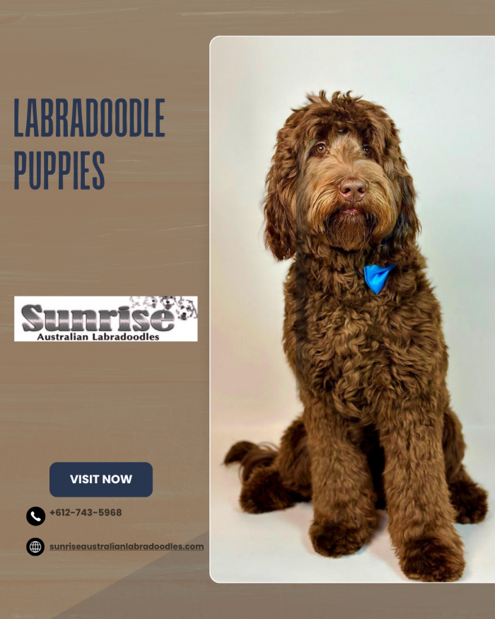 Healthy Labradoodle Puppies for Sale – Sunrise Australian Labradoodles
