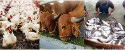 The Animal Husbandry In India