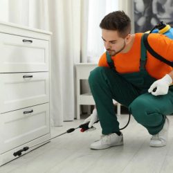 eco-friendly pest control Toronto